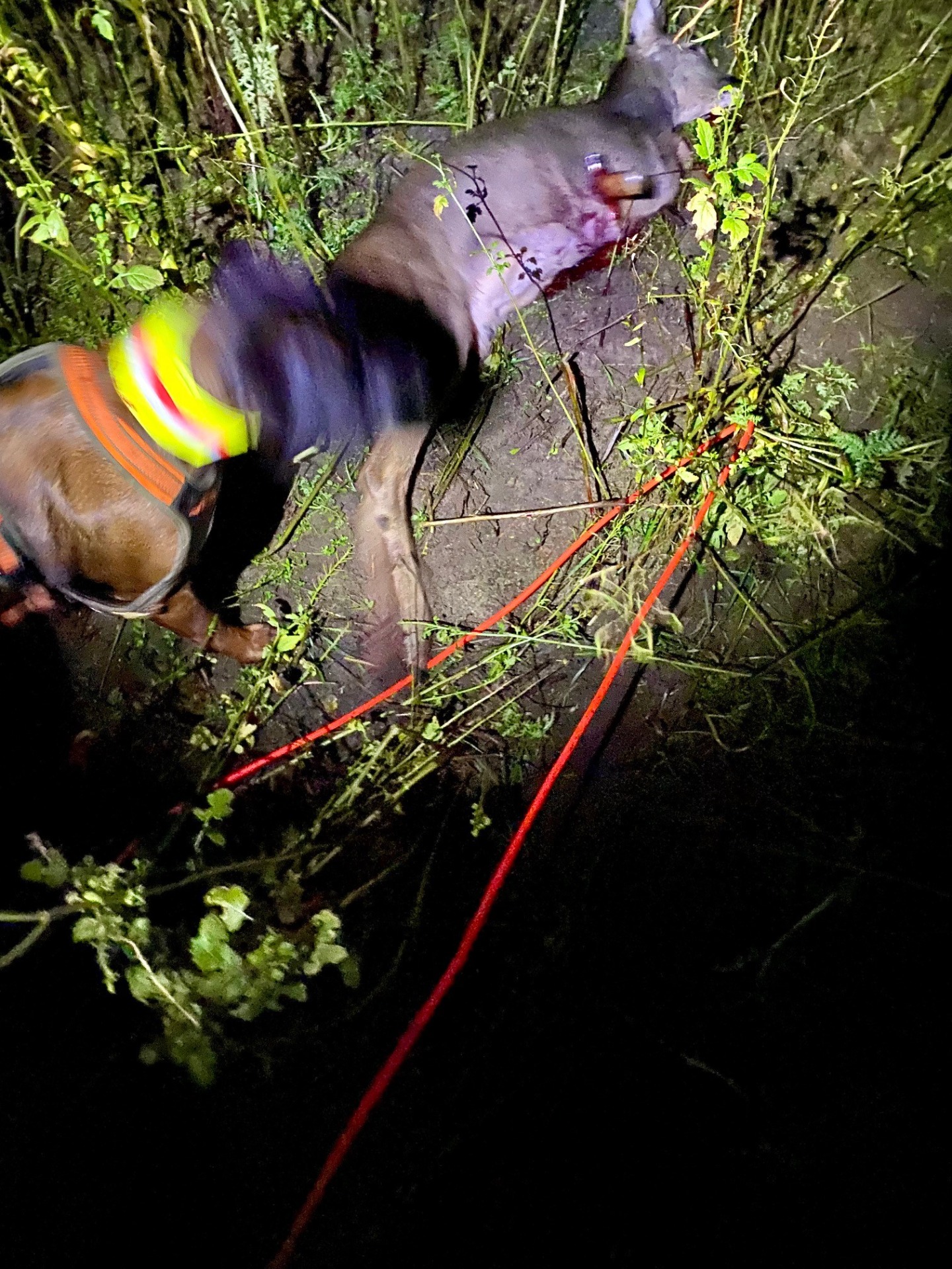 Nachsuche mit Hetzte und stellen