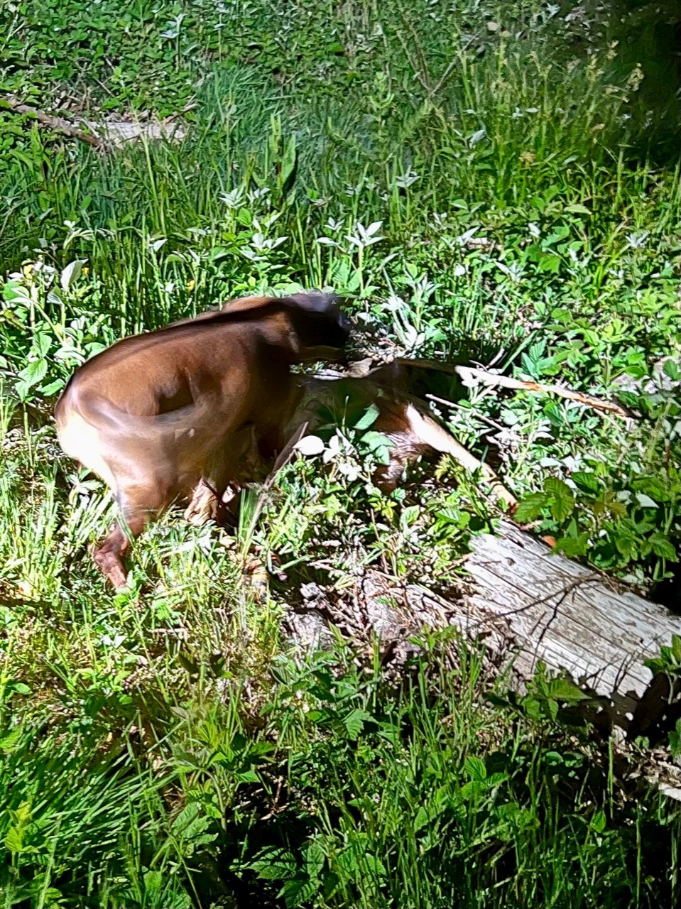 Nachsuche Rehwild 5/23