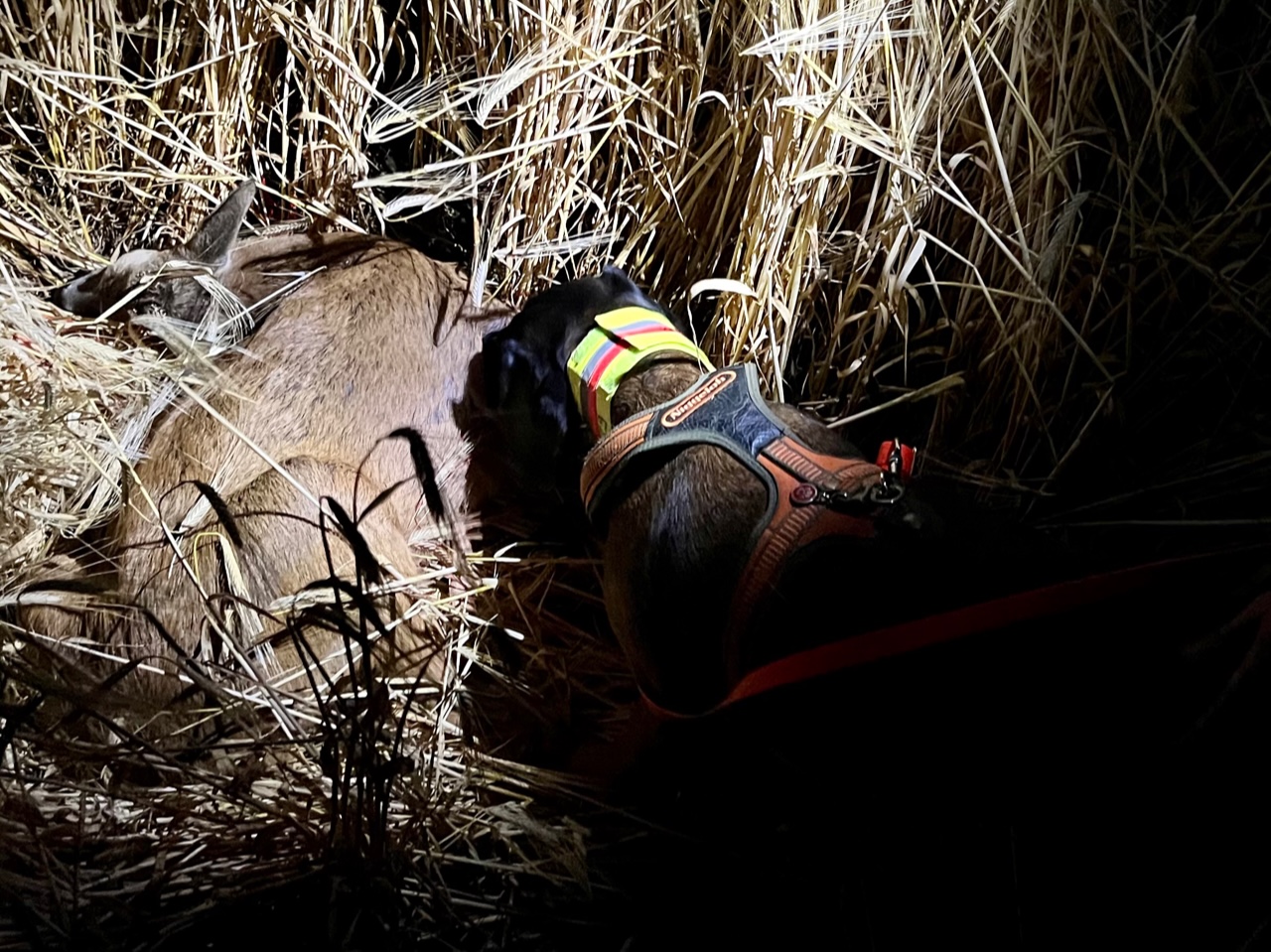 Nachsuche 30.06.2023