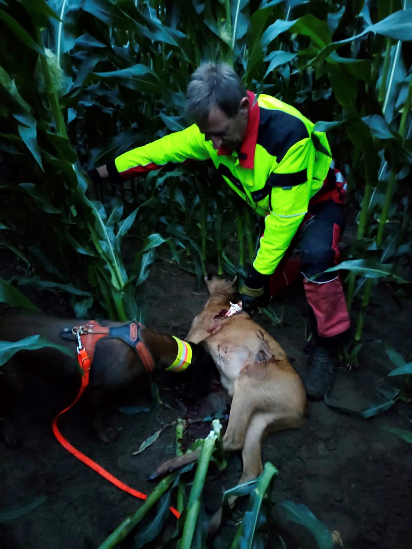 Lebendnachsuche 7/23