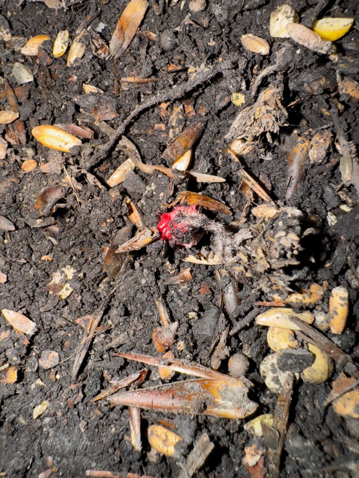 Rehwildnachsuche 5/25