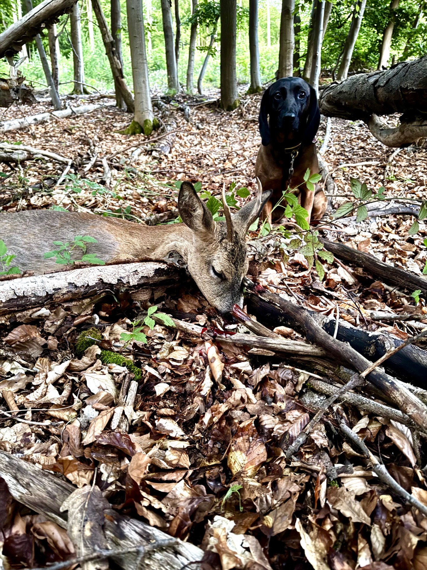 mit Erfolg, nach Schuß Brustbein