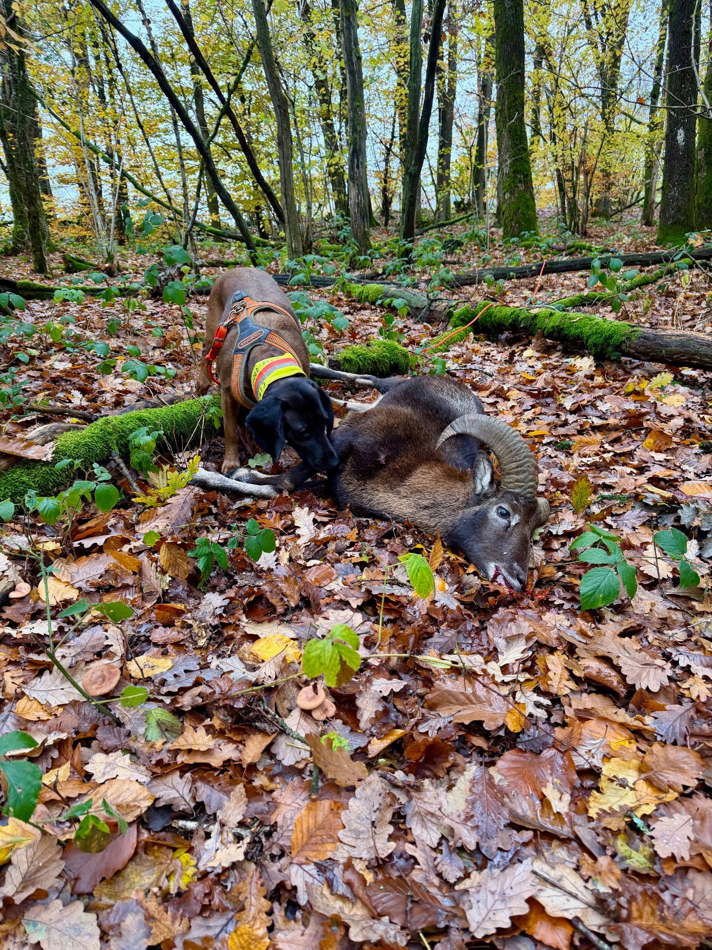 erste Muffelnachsuche 11/25